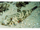 Checkered Puffer - Puffer (<i>Sphoeroides testudineus</i>)