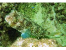 Striped Burrfish - Porcupinefish<br>(<i>Chilomycterus schoepfii</i>)