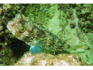 Striped Burrfish - Porcupinefish (<i>Chilomycterus schoepfii</i>)