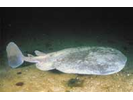 Atlantic Torpedo Ray - Electric Ray<br>(<i>Torpedo nobiliana</i>)