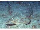 Southern Guitarfish - Guitarfish<br>(<i>Rhinobatos percellens</i>)