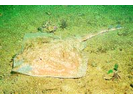 Clearnose Skate - Skate (<i>Rostroraja eglanteria</i>)