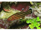 Candy Basslet - Basslet / Seabass (<i>Liopropoma carmabi</i>)