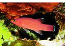 Cave Basslet - Basslet / Seabass<br>(<i>Liopropoma mowbrayi</i>)