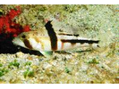 Tattler Bass - Seabass (<i>Serranus phoebe</i>)