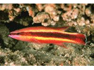 Wrasse Basslet - Basslet / Seabass<br>(<i>Liopropoma eukrines</i>)