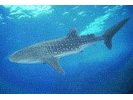 Whale Shark - Carpet Shark (<i>Rhincodon typus</i>)