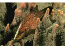 Spotted Soapfish - Seabass (<i>Rypticus subbifrenatus</i>)