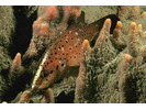 Spotted Soapfish - Soapfishes<br>(<i>Rypticus subbifrenatus</i>)