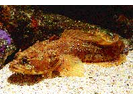 Gulf Toadfish - Toadfish (<i>Opsanus beta</i>)