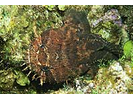 Large Eye Toadfish (Estuarine Species Only) - Toadfish (<i>Batrachoides gilberti</i>)