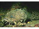 Leopard Toadfish - Toadfish<br>(<i>Opsanus pardus</i>)