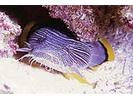 Splendid Toadfish - Toadfish<br>(<i>Sanopus splendidus</i>)