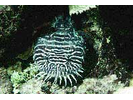 Whitelined Toadfish - Toadfish<br>(<i>Sanopus greenfieldorum</i>)