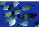 Rough Triggerfish - Triggerfish<br>(<i>Canthidermis maculatus</i>)