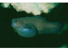 Black Brotula - Viviparous Brotula (<i>Stygnobrotula latebricola</i>)