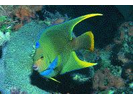 Townsend Angelfish (Hybrid Queen/Blue) - Angelfish<br>(<i>Holacanthus sp. (Hybrid)</i>)