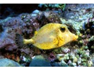 Golden Smooth Trunkfish - Boxfish<br>(<i>Lactophrys triqueter</i>)