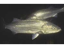 Striped Bass - Temperate Basses<br>(<i>Morone saxatilis</i>)