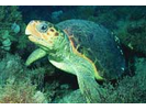 Loggerhead Sea Turtle - Sea Turtles<br>(<i>Caretta caretta</i>)