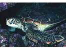 Green Sea Turtle - Sea Turtles<br>(<i>Chelonia mydas</i>)