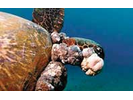 Green Sea Turtle w/ FP Tumor - Sea Turtles<br>(<i>Chelonia mydas</i>)