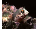 Spotjaw Blenny - Blenny - Pike, tube, and flag (<i>Acanthemblemaria rivasi</i>)