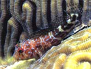 Orangespotted Blenny - Blenny - Combtooth (<i>Hypleurochilus springeri</i>)