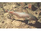 Atlantic Cod