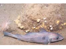 Haddock