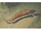 Red Hake