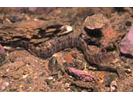 Banded Gunnel