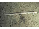 Snakeblenny