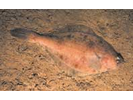 American Plaice