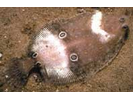 Four Spot Flounder - Flounder<br>(<i>Paralichthys oblongus</i>)
