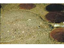 Windowpane Flounder - Flounder (<i>Scophthalmus aquosus</i>)