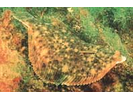 Winter Flounder