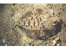 Witch Flounder