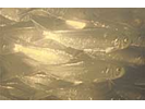 Blueback Herring - Herring<br>(<i>Alosa aestivalis</i>)