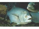 Bluefish - Bluefish (<i>Pomatomus saltatrix</i>)