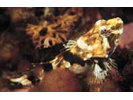 Grubby Sculpin