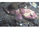 Shorthorn Sculpin
