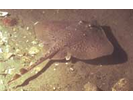 Thorny Skate