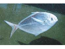 Butterfish - Butterfishes (<i>Peprilus triacanthus</i>)