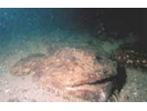 Goosefish