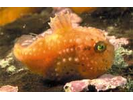 Atlantic Spiny Lumpsucker