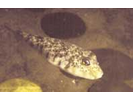 Northern Puffer