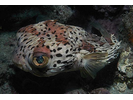 Balloonfish - Porcupinefish<br>(<i>Diodon holocanthus</i>)