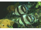 Banded Butterflyfish - Butterflyfish<br>(<i>Chaetodon striatus</i>)