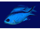 Blue Chromis - Damselfish<br>(<i>Chromis cyanea</i>)